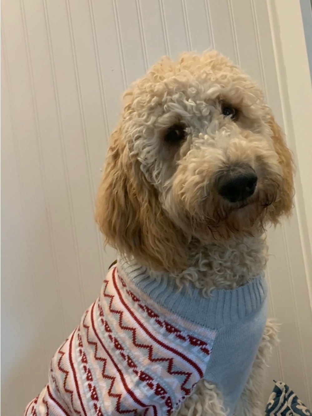 Dog sweaters bundle of 2.